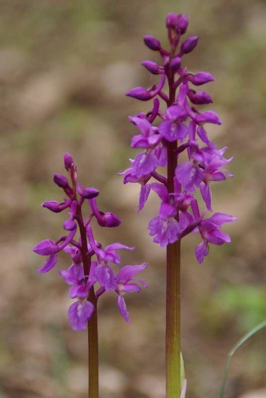 Unser Orchideenpark Bild Nr.014